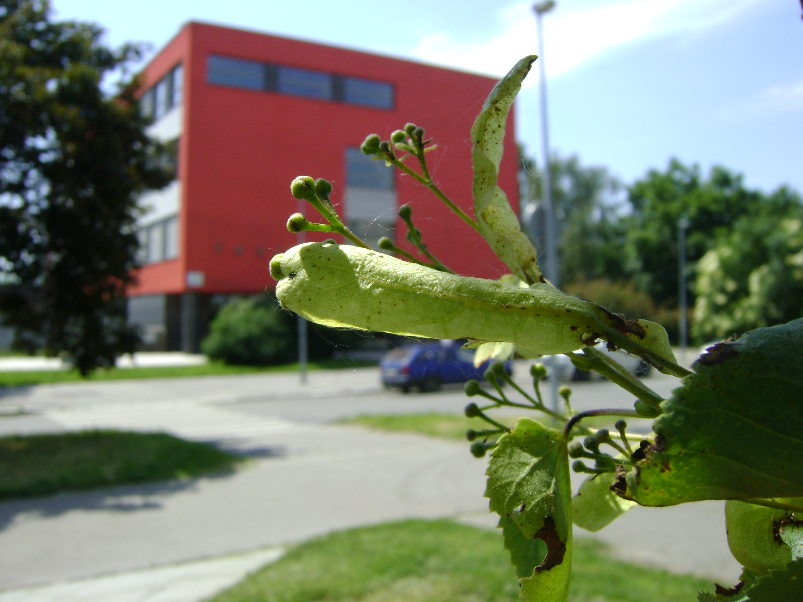 DSC08951