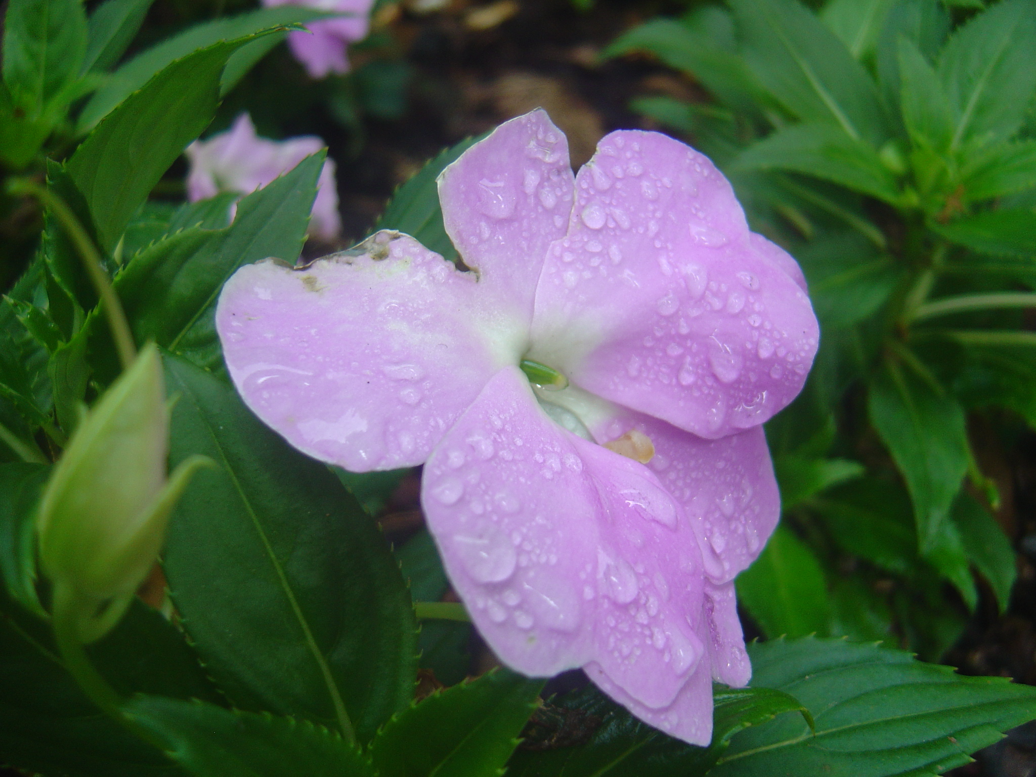 DSC00049