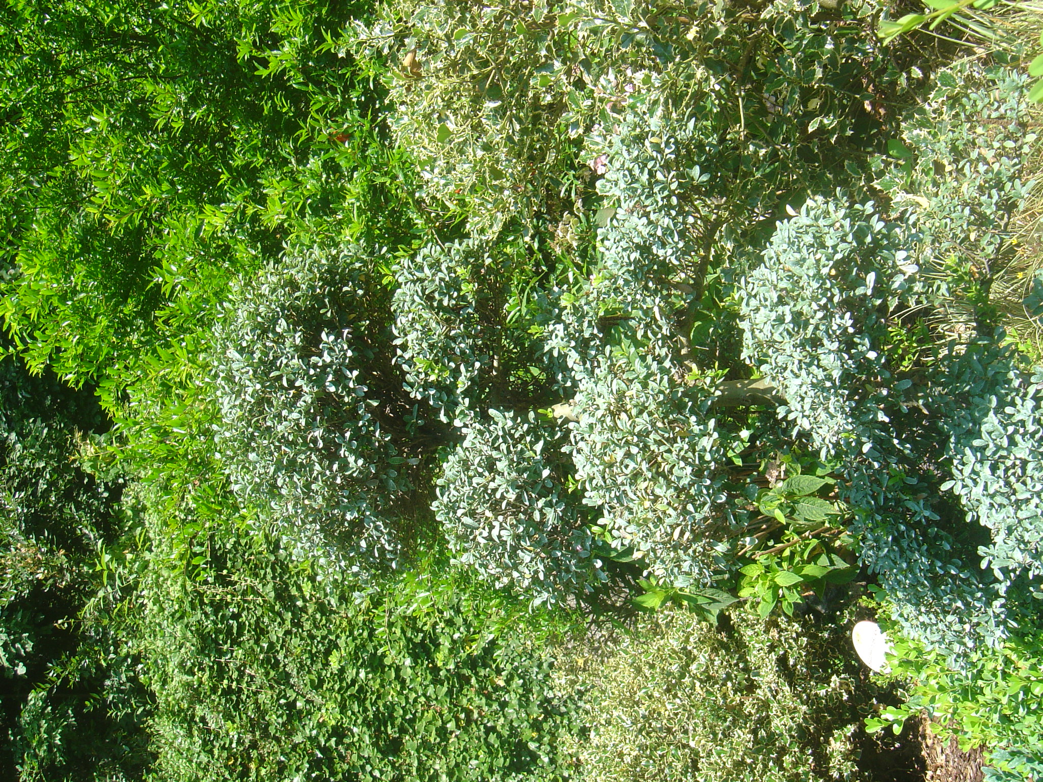 DSC00053